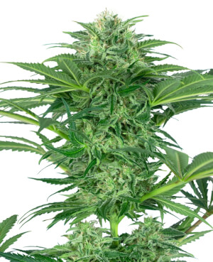 Image plante mère Fanta CBD Dr Smoke