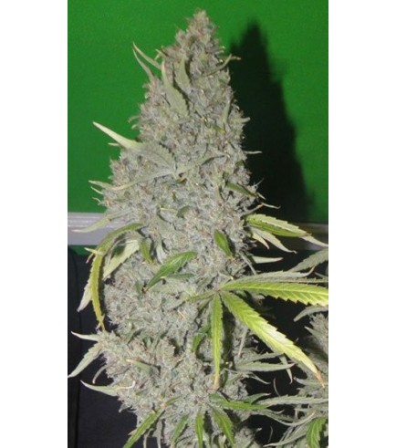Image de la plante mere Strawberry CBD Dr Smoke